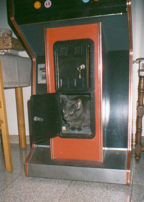 gatto.jpg (56786 bytes)